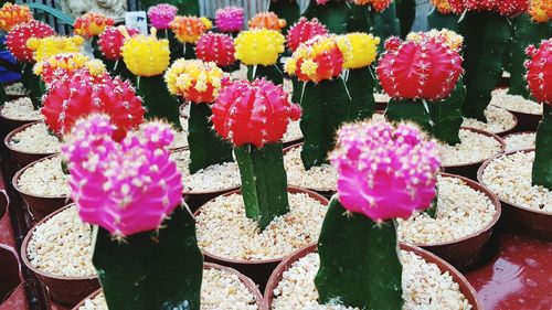 Close-up of pink flowers