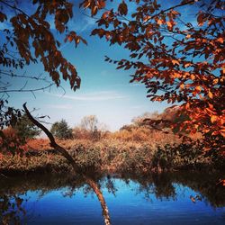 Reflection of trees in lake