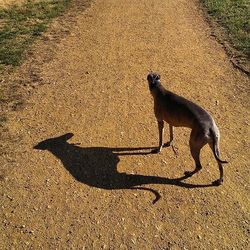 Dog on road