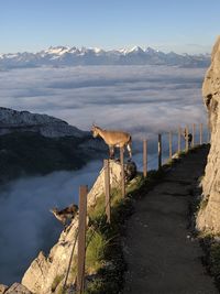 Goat on rock at mountain