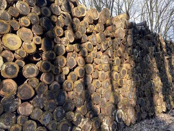 Stack of logs in forest