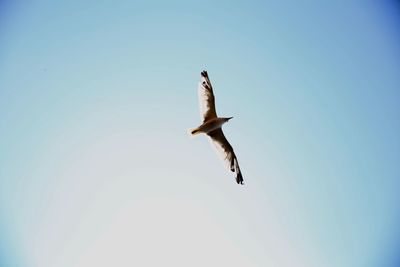 Low angle view of seagull flying