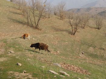 Sheep on field