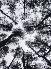 Low angle view of trees against sky