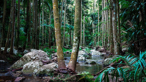 Plants and trees in forest