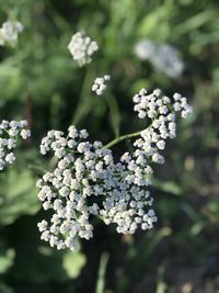 Close-up of white flowering plant