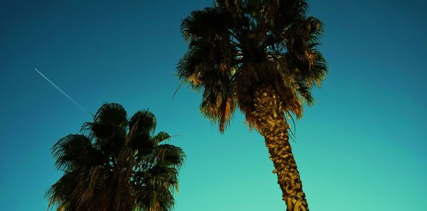 Low angle view of palm tree against clear blue sky