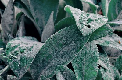 Full frame shot of leaves on field