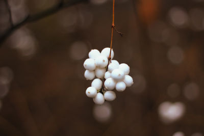 Close-up of white flowers