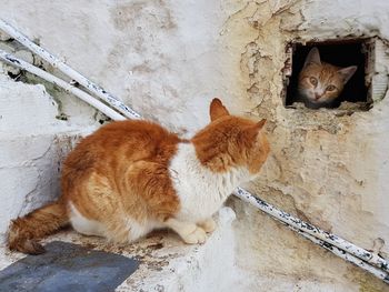 Cat lying on wall