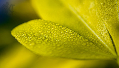 Close-up of wet yellow leaves