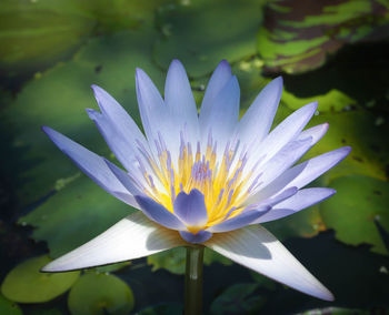 Close-up of purple water lily in lake