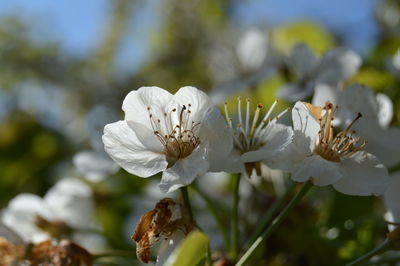 Close-up of white flowers blooming on tree