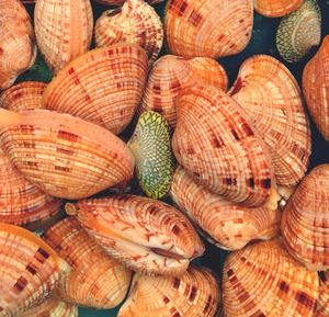 Full frame shot of fish for sale