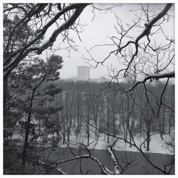 Bare trees against sky