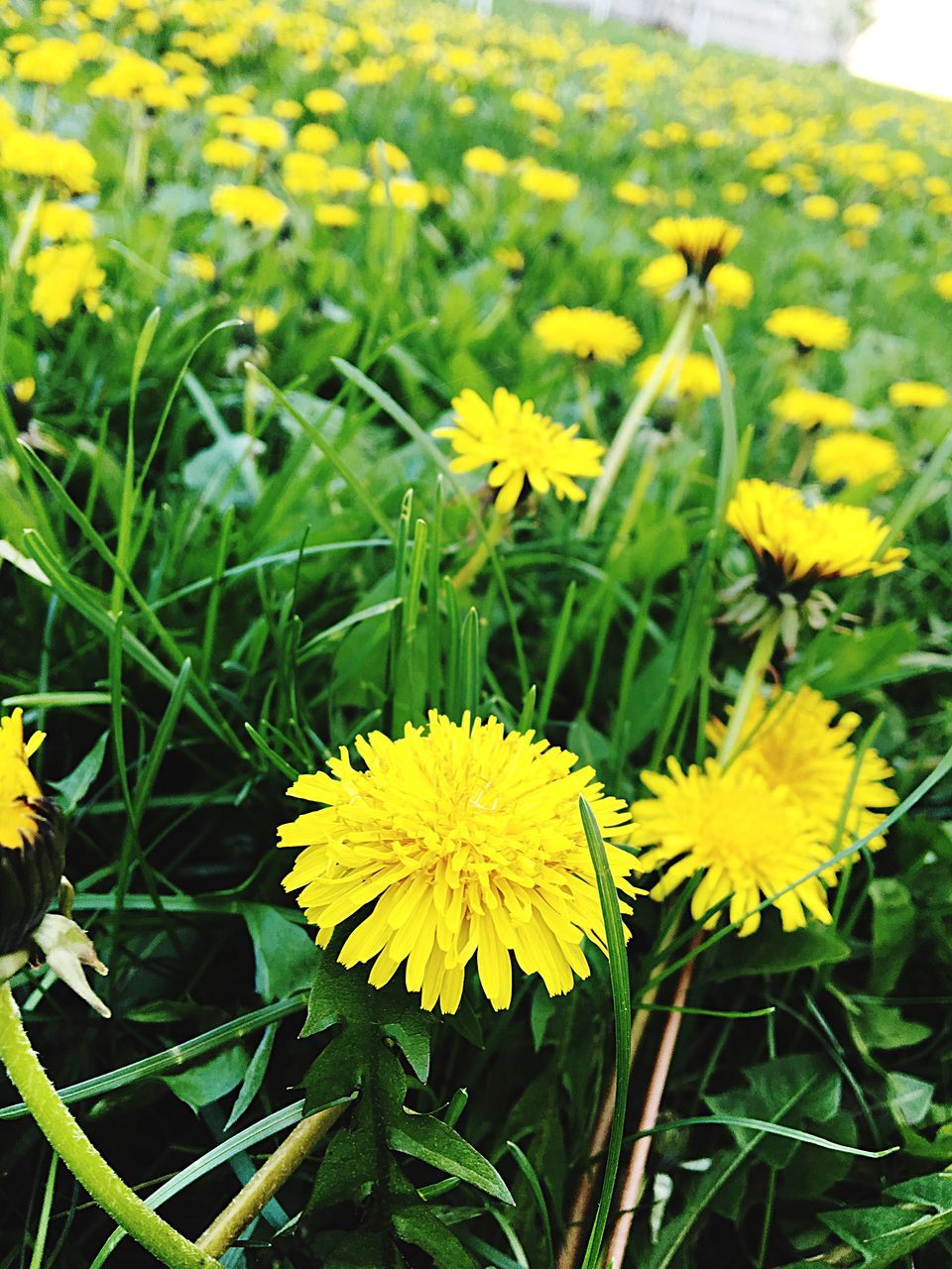 flower, yellow, freshness, fragility, growth, petal, beauty in nature, flower head, plant, nature, field, blooming, focus on foreground, close-up, in bloom, green color, day, leaf, outdoors, high angle view