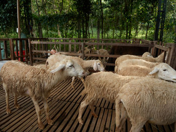 Sheep grazing in pen