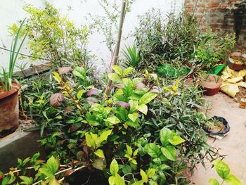 Close-up of potted plants in yard