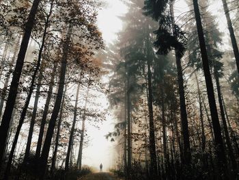 Low angle view of trees in forest