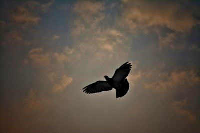 Bird flying against sky at sunset