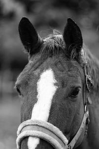 Close-up of horse