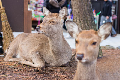 Close-up of deer in zoo