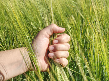 Farmer hand hold spikelets unripe wheat before proces of herbicides and fertilizers for big harvest