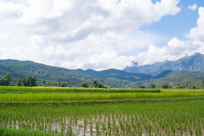 Scenic view of agricultural field against sky