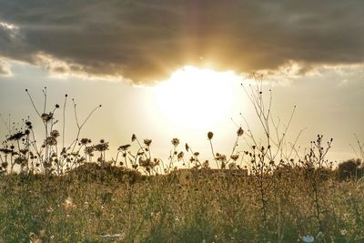 Plants growing on field against sky during sunset