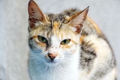 Close-up portrait of cat