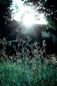 Plants growing on field against bright sun