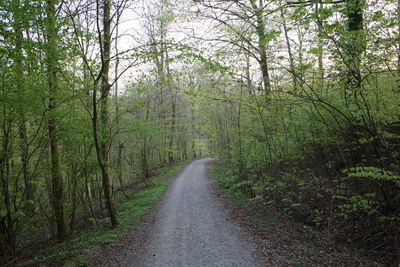 Road amidst trees in forest