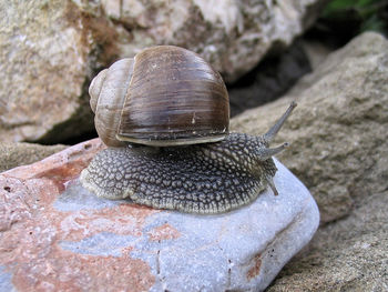 Close-up of snail on rock