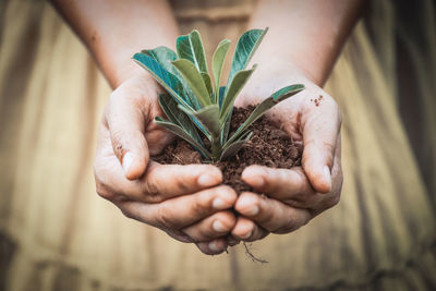 Close-up of woman holding plant