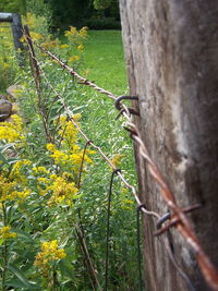 Close-up of yellow flowering plant on tree trunk