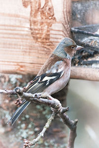 Close-up of bird perching on a tree