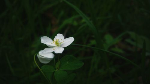 Close-up of white flowers blooming outdoors