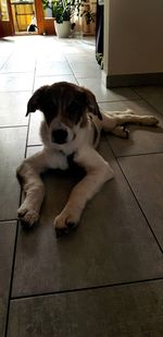 Portrait of dog sitting on floor at home