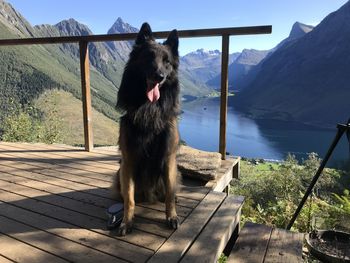 Dog sitting on railing against mountain