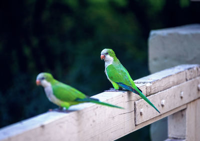 Bird perching on wood