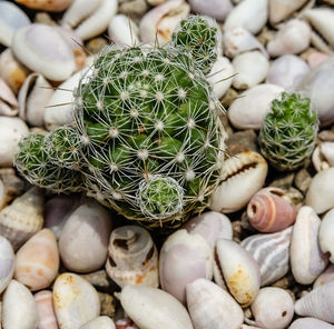 Full frame shot of succulent plant