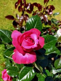 Close-up of pink rose