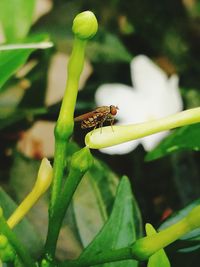 Close-up of insect on leaf