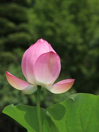 Close-up of pink lotus water lily