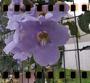 Close-up of flowers