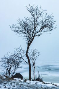 Bare tree on snow covered landscape against clear sky
