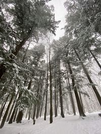 Pine trees in forest during winter