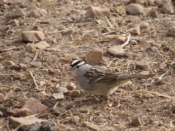 Close-up of bird on field