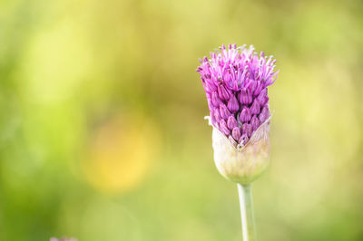 Close-up of flower blooming outdoors