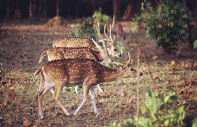 Deer standing in a field